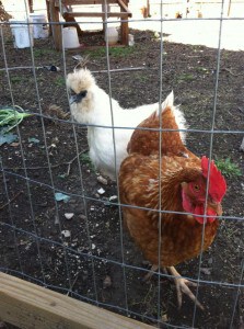 The Soldiers: Ziggy Sawdust (Americauna) and Lil' Kim (Asian Silky)
